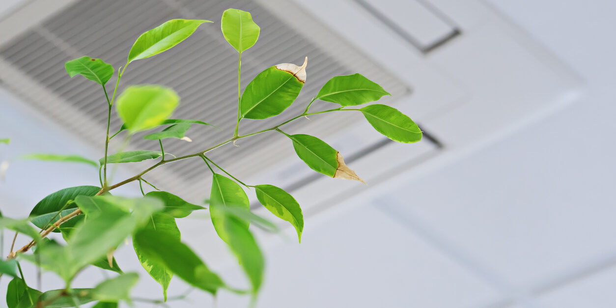 Ficus green leaves on the background ofceiling air conditioner Ficus green leaves on the background ofceiling air conditioner in modenr office or at home. Indoor air quality concept