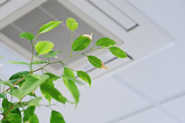 Ficus-Green-Leaves-Ceiling-AC-min